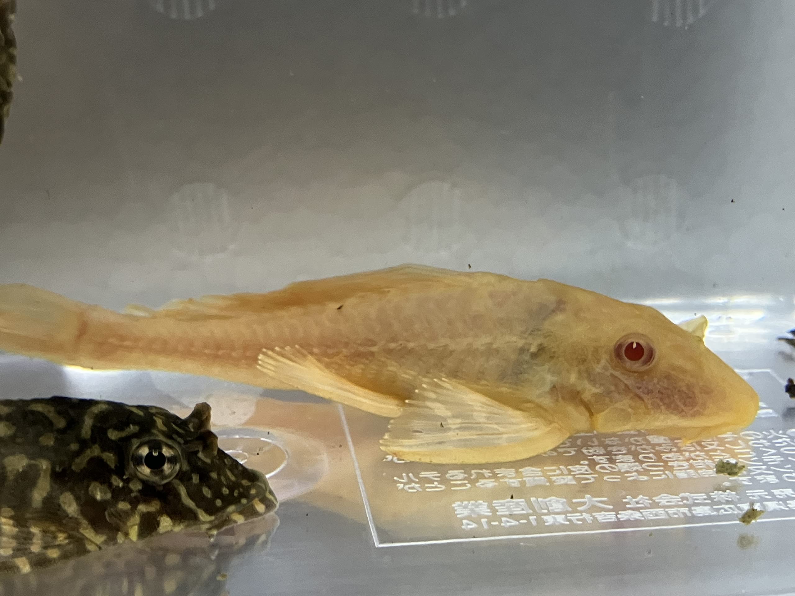 Amazon | 熱帯魚 セルフィンプレコ3種 セルフィン、アルビノ、オレンジ